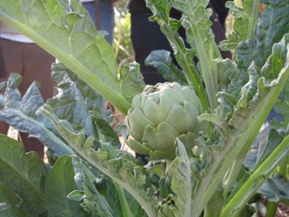 Artichoke 1
