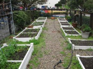 Samohi garden beds with walkway
