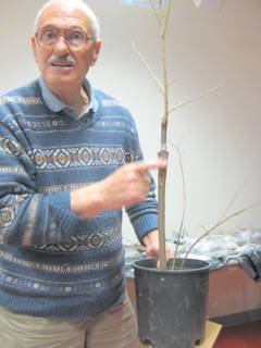Dan Bayer with grafted tree
